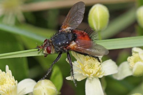 Réf. 190 657 : Peleteria abdominalis